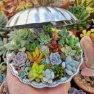 20 PCS Seeds Multi-variety mixed Succulents Garden Plants 20 PCS Seeds Multi-variety mixed Succulents Garden Plants