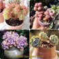 20 PCS Seeds Multi-variety mixed Succulents Garden Plants