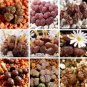 20 PCS Seeds Multi-variety mixed Succulents Garden Plants