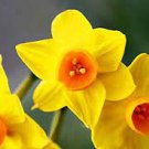 100 PCS Seeds Narcissus Flower Seeds Bright Yellow Flowers 100 PCS Seeds Narcissus Flower Seeds Bright Yellow Flowers