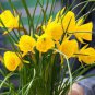 100 PCS Seeds Narcissus Flower Seeds Bright Yellow Flowers