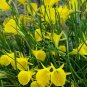 100 PCS Seeds Narcissus Flower Seeds Bright Yellow Flowers