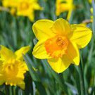 20 PCS Seeds Narcissus Flower Seeds Mixed 9 Colors Flowers