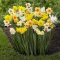 20 PCS Seeds Narcissus Flower Seeds Mixed 9 Colors Flowers