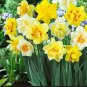 20 PCS Seeds Narcissus Flower Seeds Mixed 9 Colors Flowers