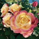 50 PCS Seeds New Bella Roma Rose Bush Plant