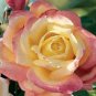 50 PCS Seeds New Bella Roma Rose Bush Plant