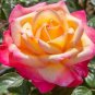 50 PCS Seeds New Bella Roma Rose Bush Plant