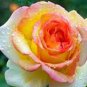 50 PCS Seeds New Bella Roma Rose Bush Plant