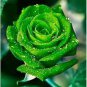 400 PCS Seeds New Fresh Green Rose Shrub Flower