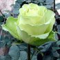400 PCS Seeds New Fresh Green Rose Shrub Flower