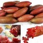 20 PCS Seeds Novel Finger Limes Citrus Pomegranate Bonsai