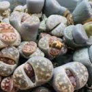 100 PCS Seeds olivacea C109A Succulents Garden Plants
