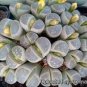 100 PCS Seeds olivacea C109A Succulents Garden Plants
