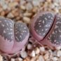 100 PCS Seeds olivacea C109A Succulents Garden Plants