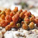 20 PCS Seeds oophytum nanum Succulents Garden Plants