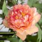 10 PCS Seeds Paeonia Lactiflora Seeds Orange Red Double Peony Flowers