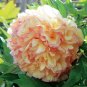 10 PCS Seeds Paeonia Lactiflora Seeds Orange Red Double Peony Flowers