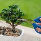 10 PCS Seeds Palm Bonsai DIY Plant for Home Garden Decoration Bonsai Plants