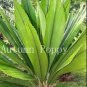 10 PCS Seeds Palm Bonsai DIY Plant for Home Garden Decoration Bonsai Plants