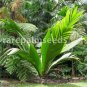 10 PCS Seeds Palm Bonsai DIY Plant for Home Garden Decoration Bonsai Plants