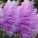 500 PCS Seeds Pampas Grass Rare Flower Bonsai for Home Garden Planting
