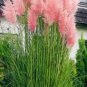 500 PCS Seeds Pampas Grass Rare Flower Bonsai for Home Garden Planting