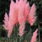 500 PCS Seeds Pampas Grass Rare Flower Bonsai for Home Garden Planting