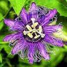 20 PCS Seeds Passion Flower Bonsai Perennial Evergreen Climbing Woody Vine