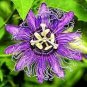20 PCS Seeds Passion Flower Bonsai Perennial Evergreen Climbing Woody Vine