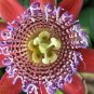 20 PCS Seeds Passion Flower Bonsai Perennial Evergreen Climbing Woody Vine