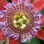 20 PCS Seeds Passion Flower Bonsai Perennial Evergreen Climbing Woody Vine