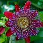 20 PCS Seeds Passion Flower Bonsai Perennial Evergreen Climbing Woody Vine