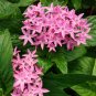 50 PCS Seeds Pentas Lanceolata Flower Bonsai Starry Flowers Bonsai Purify