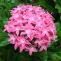 50 PCS Seeds Pentas Lanceolata Flower Bonsai Starry Flowers Bonsai Purify