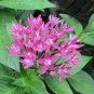 50 PCS Seeds Pentas Lanceolata Flower Bonsai Starry Flowers Bonsai Purify
