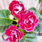 100 PCS Seeds Perennial Sinningia Gloxinia Flower Seeds Mixed 9 Types Flowers