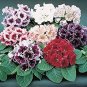 100 PCS Seeds Perennial Sinningia Gloxinia Flower Seeds Mixed 9 Types Flowers