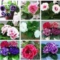 100 PCS Seeds Perennial Sinningia Gloxinia Flower Seeds Mixed 9 Types Flowers