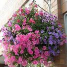 100 PCS Seeds Petunia bonsais Hanging Light Waves Series Multicolor