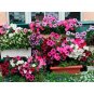 100 PCS Seeds Petunia bonsais Hanging Light Waves Series Multicolor