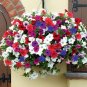100 PCS Seeds Petunia bonsais Hanging Light Waves Series Multicolor