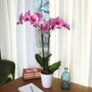 100 PCS Seeds Phalaenopsis Giant Orchid Flower Big Flowers for Rooms Indoor Orchid Alive pots