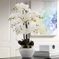 100 PCS Seeds Phalaenopsis Giant Orchid Flower Big Flowers for Rooms Indoor Orchid Alive pots