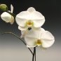 100 PCS Seeds Phalaenopsis Giant Orchid Flower Big Flowers for Rooms Indoor Orchid Alive pots