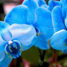 100 PCS Seeds Phalaenopsis Orchid 100 PCS Seeds Phalaenopsis Orchid