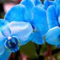 100 PCS Seeds Phalaenopsis Orchid