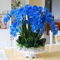 100 PCS Seeds Phalaenopsis Orchid