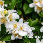 20 PCS Seeds Philadelphus coronarius Mock Orange Flower