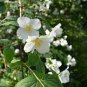 20 PCS Seeds Philadelphus coronarius Mock Orange Flower
